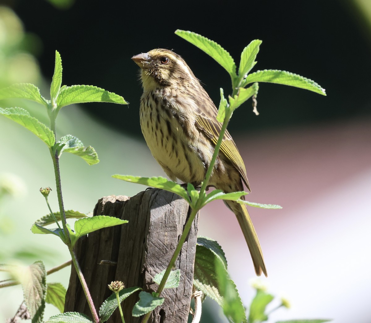 Streaky Seedeater - ML646519437
