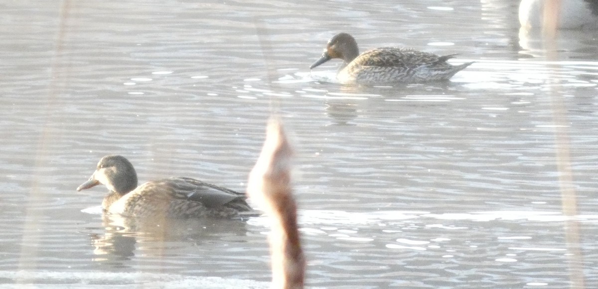 Northern Pintail - ML646519438