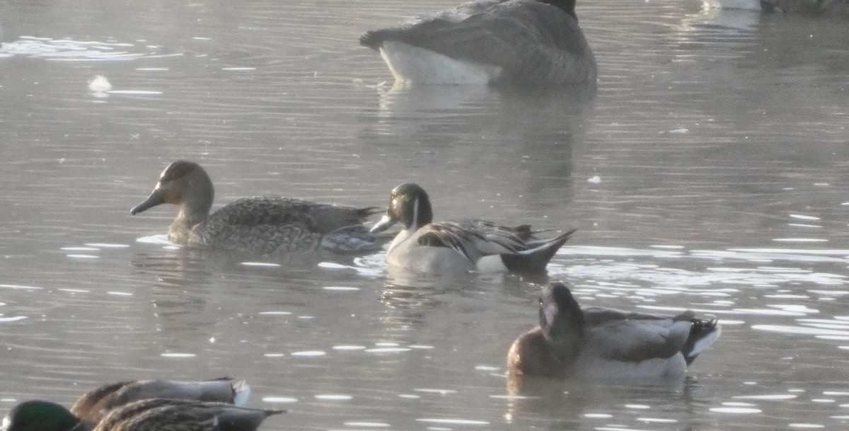 Northern Pintail - ML646519439