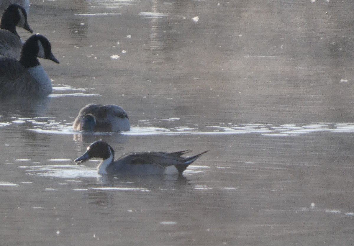 Northern Pintail - ML646519440