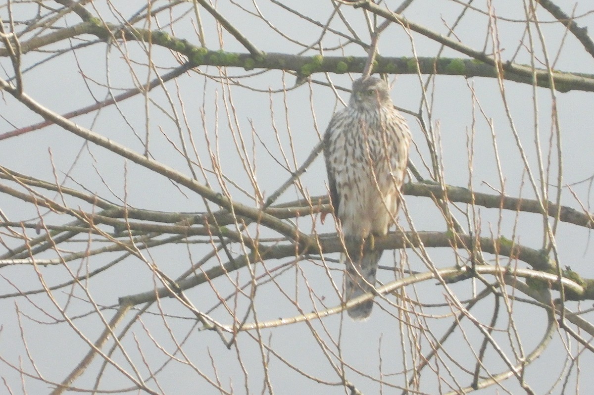 Eurasian Goshawk - ML646519442