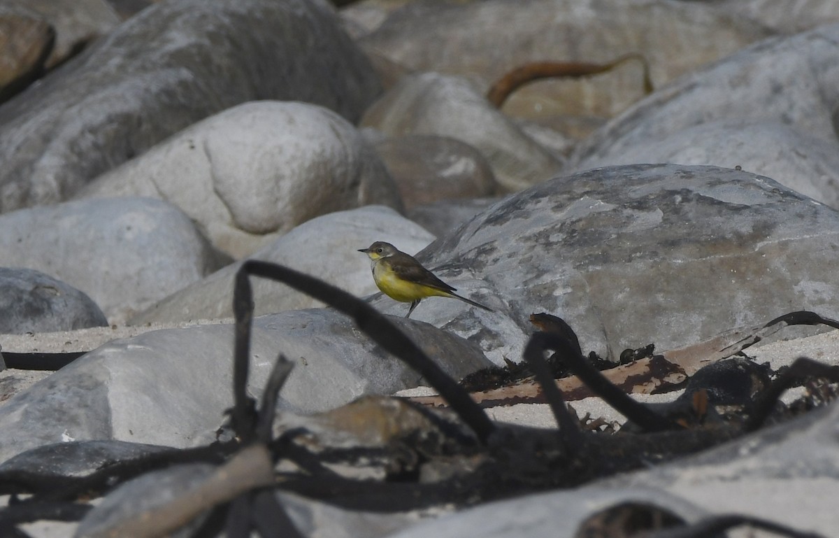 Плиска жовта - ML646519444