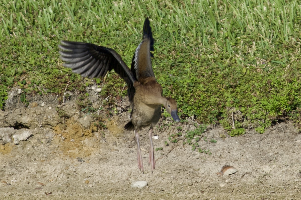 Suirirí Piquirrojo - ML646519445