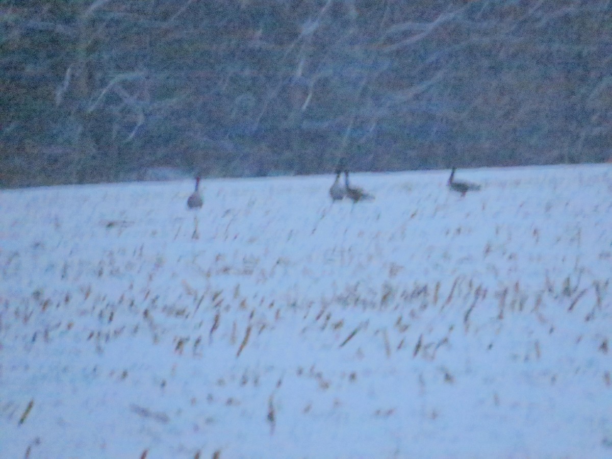 Canada Goose - ML646519448