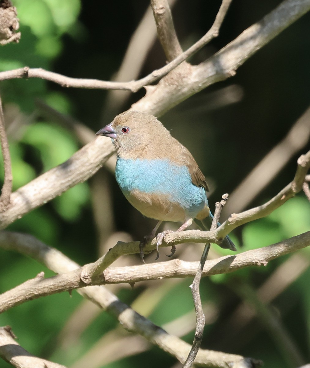 Red-cheeked Cordonbleu - ML646519449