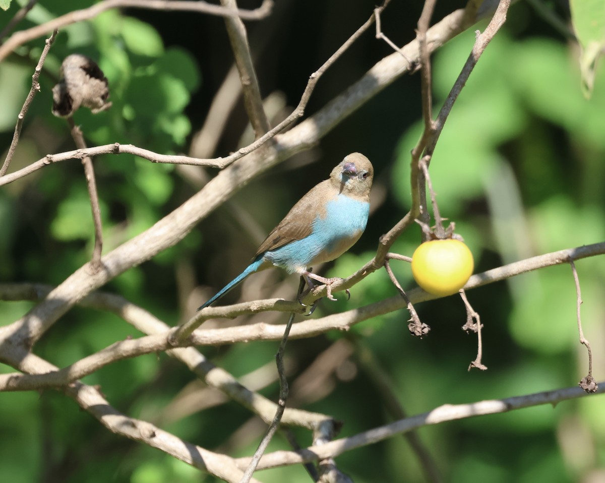 Red-cheeked Cordonbleu - ML646519451