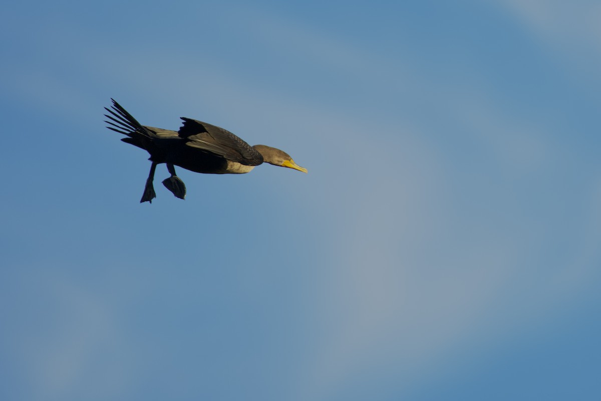 Cormorán Orejudo - ML646519452