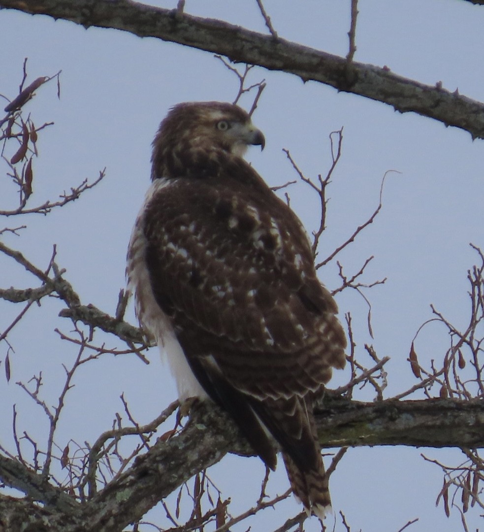 Rotschwanzbussard - ML646519453