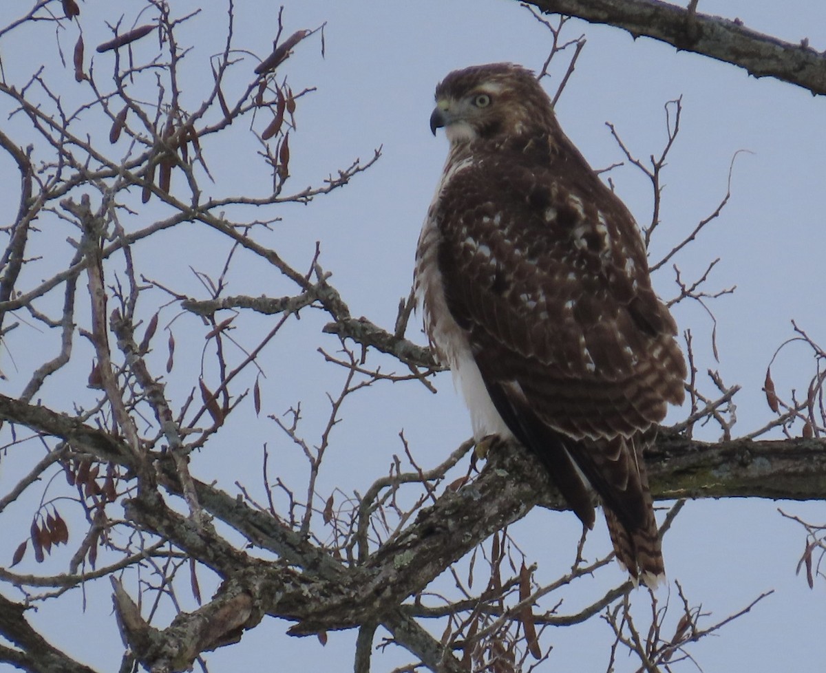 Rotschwanzbussard - ML646519454