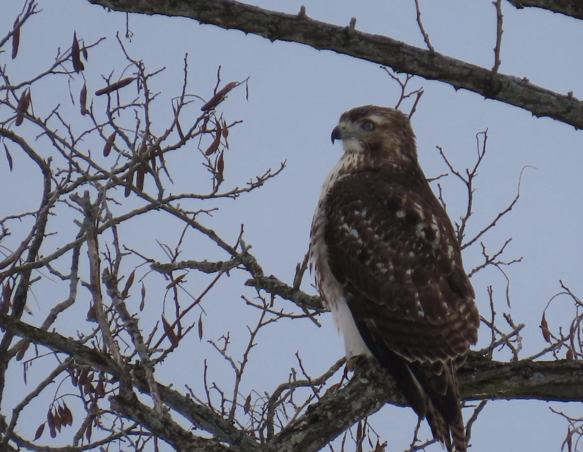 Rotschwanzbussard - ML646519455