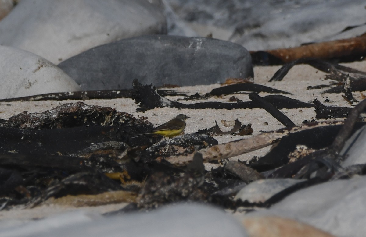 Плиска жовта - ML646519457