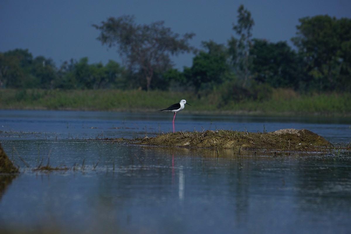 Cigüeñuela Común - ML646519459