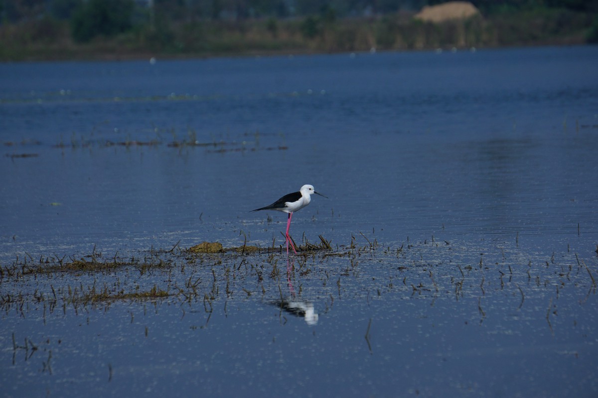 Cigüeñuela Común - ML646519460