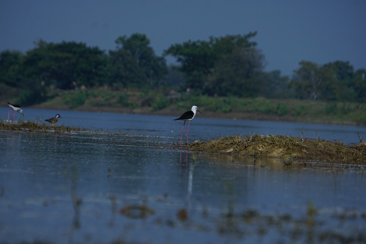 Cigüeñuela Común - ML646519461