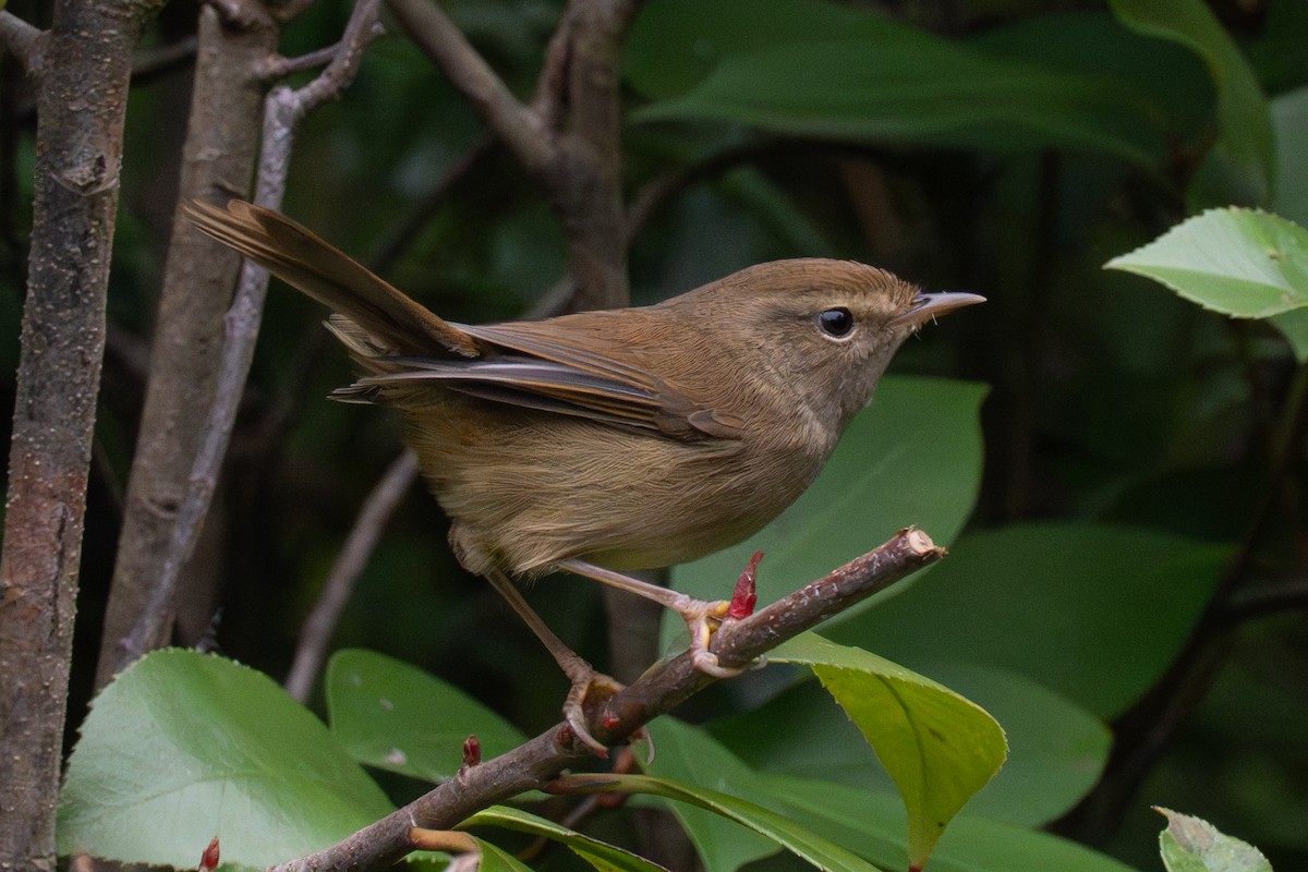 タイワンコウグイス - ML646519465
