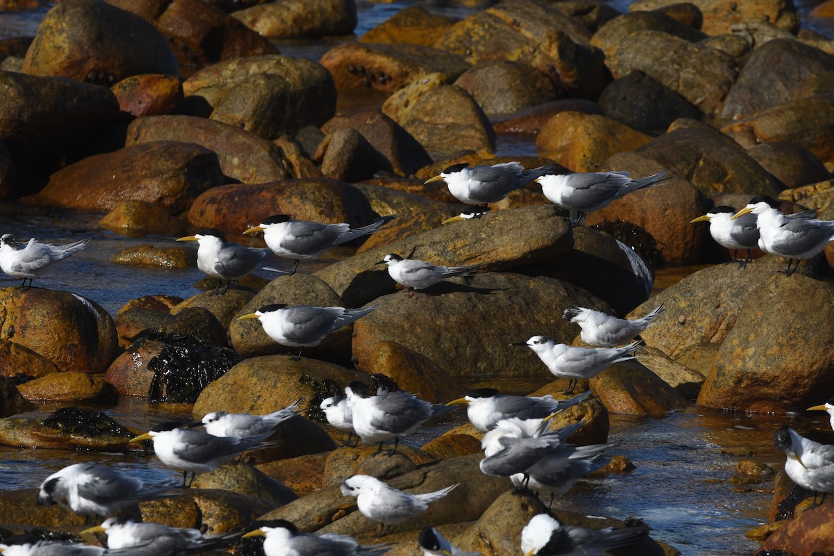 Крячок річковий - ML646519472