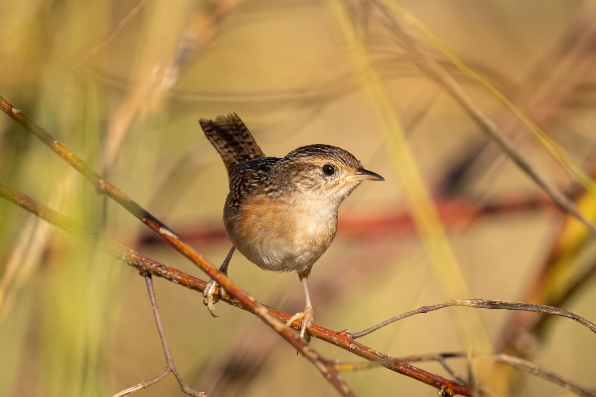 Sedge Wren - ML646519473