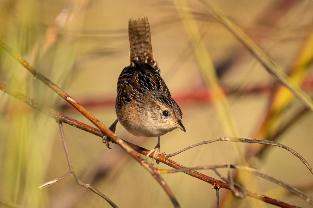 Sedge Wren - ML646519474