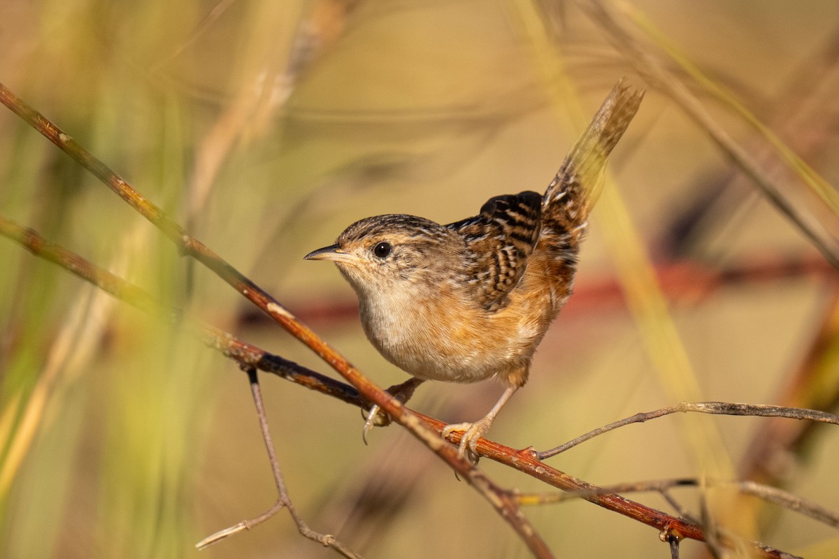 Sedge Wren - ML646519475