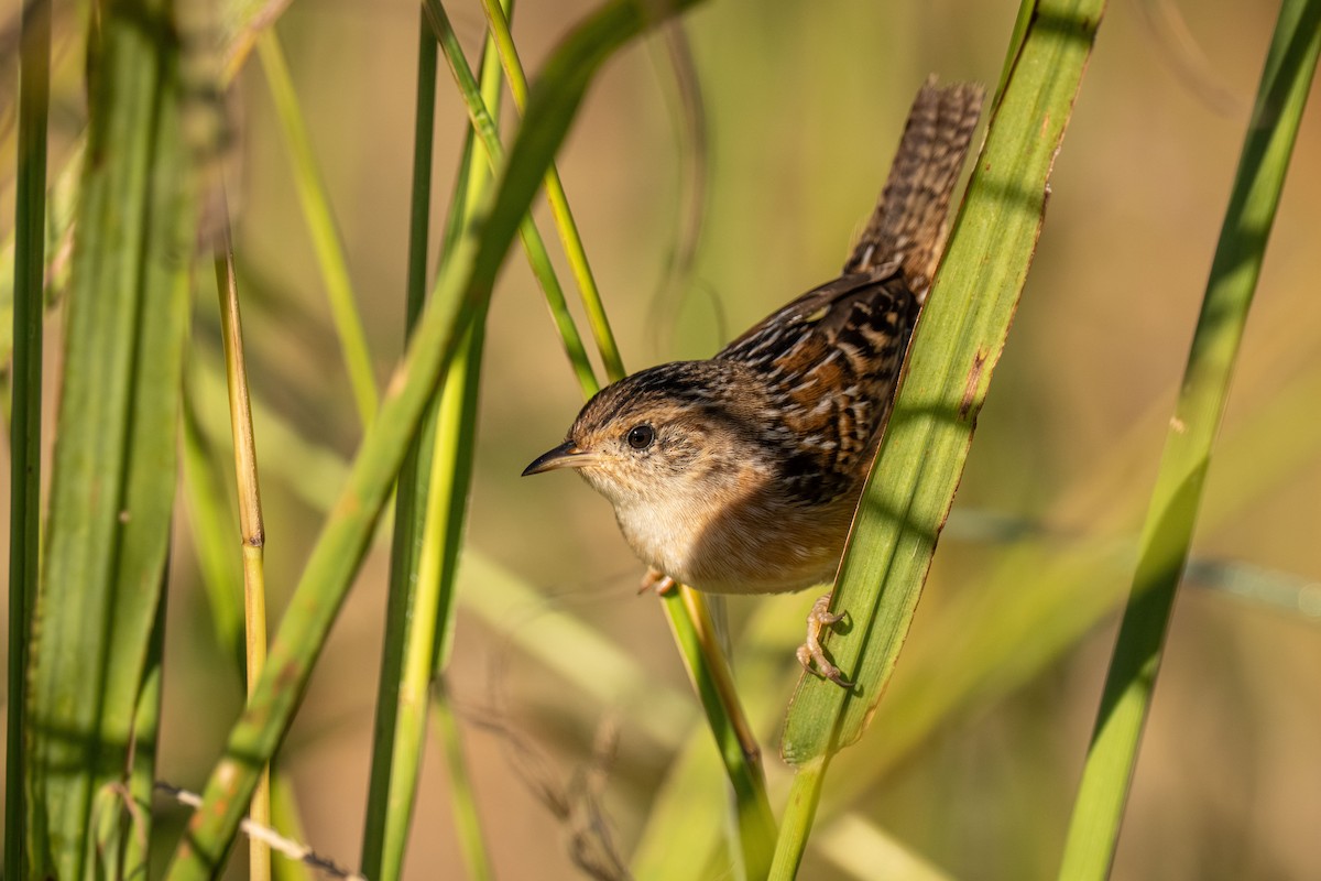Sedge Wren - ML646519476