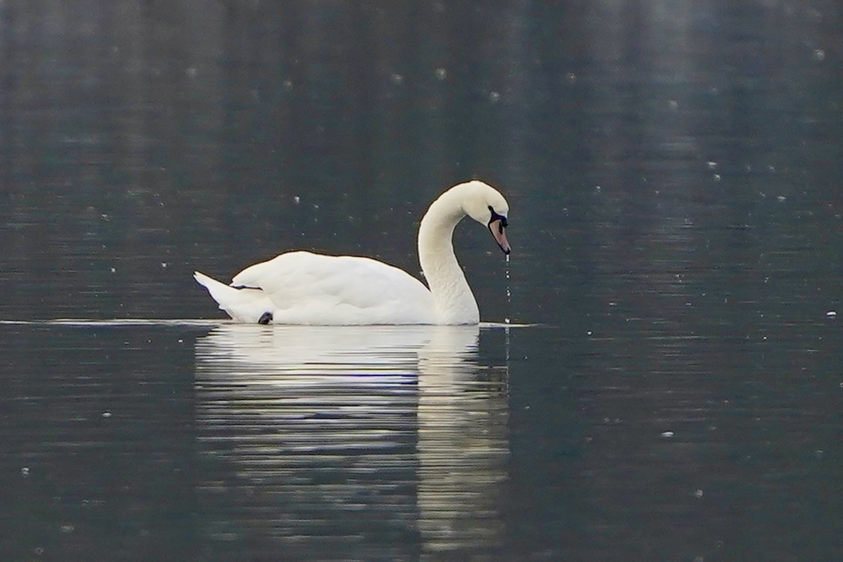 Mute Swan - ML646519478