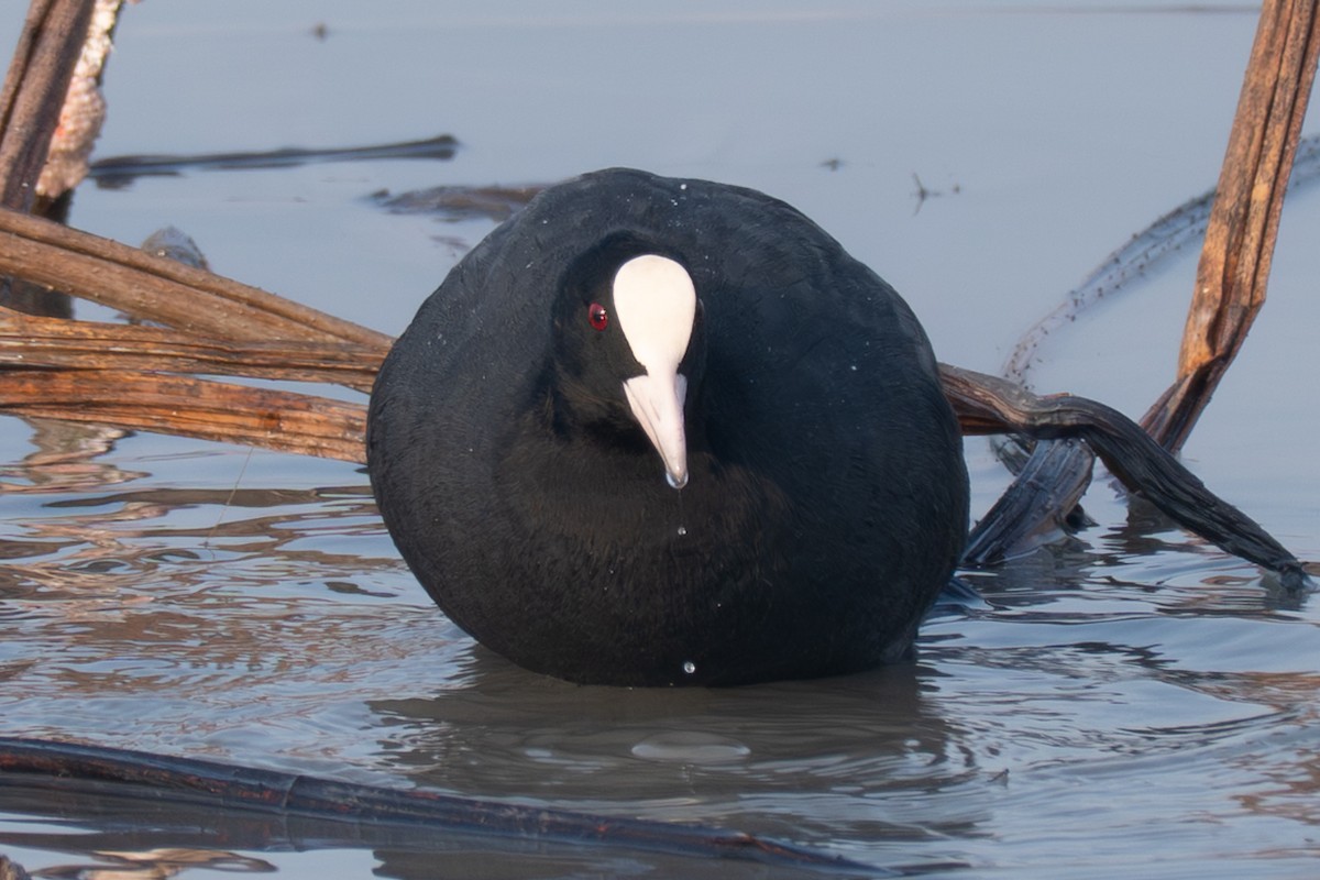 オオバン - ML646519481