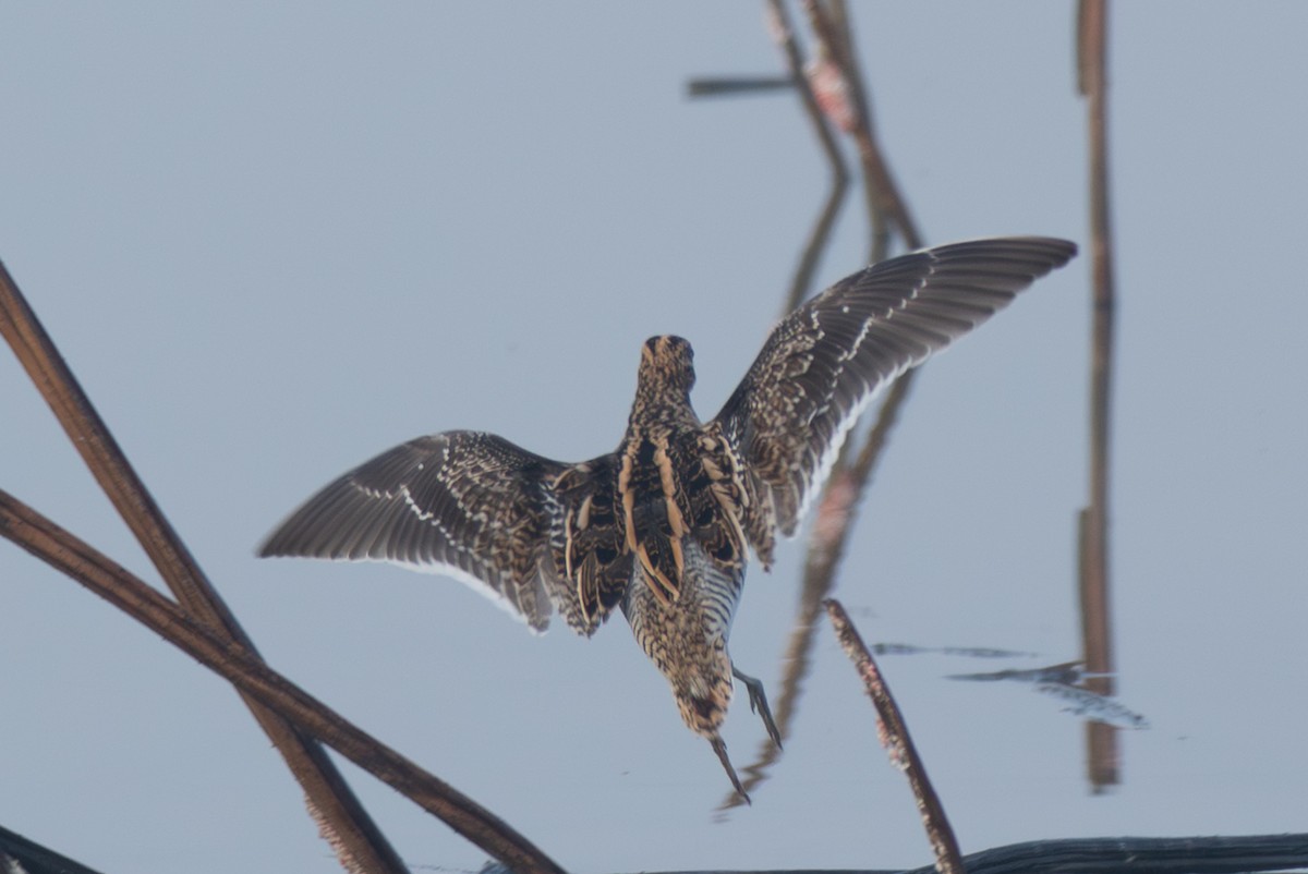 タシギ - ML646519484