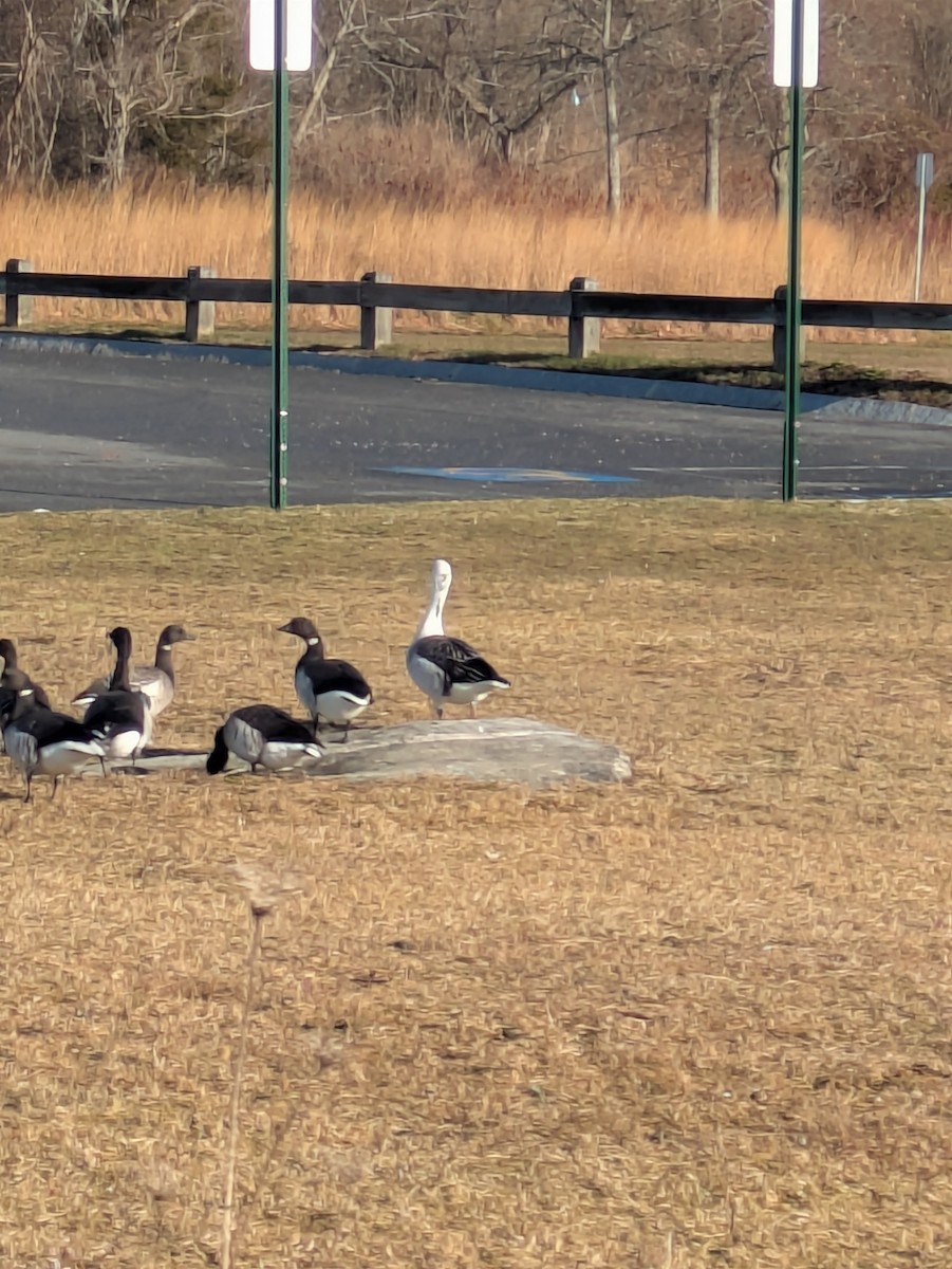 Snow Goose x Brant (hybrid) - ML646519485