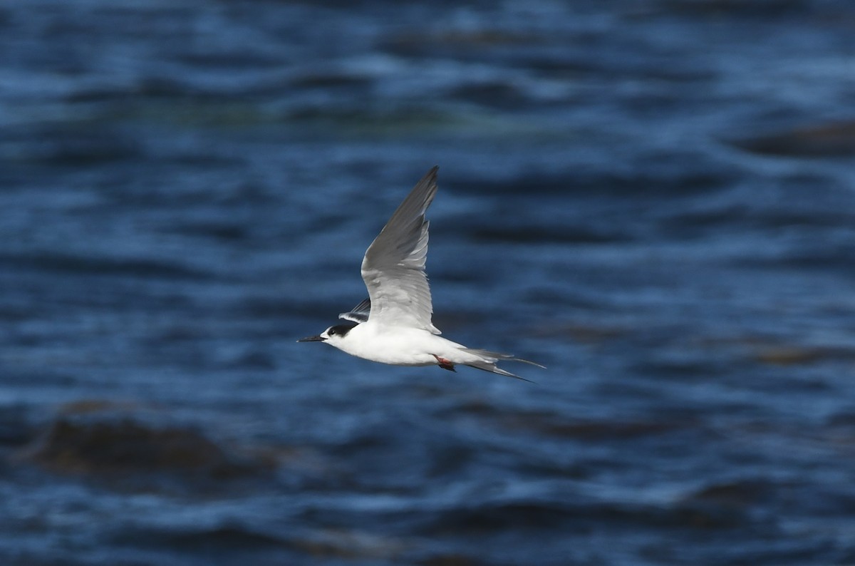 Крячок річковий - ML646519488