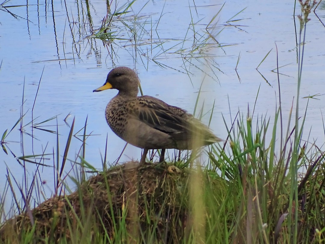 Yellow-billed Teal - ML646519489