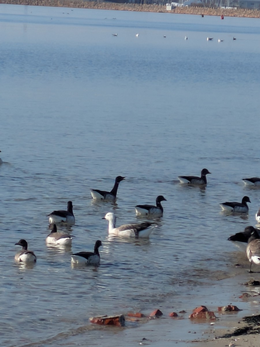 Snow Goose x Brant (hybrid) - ML646519490