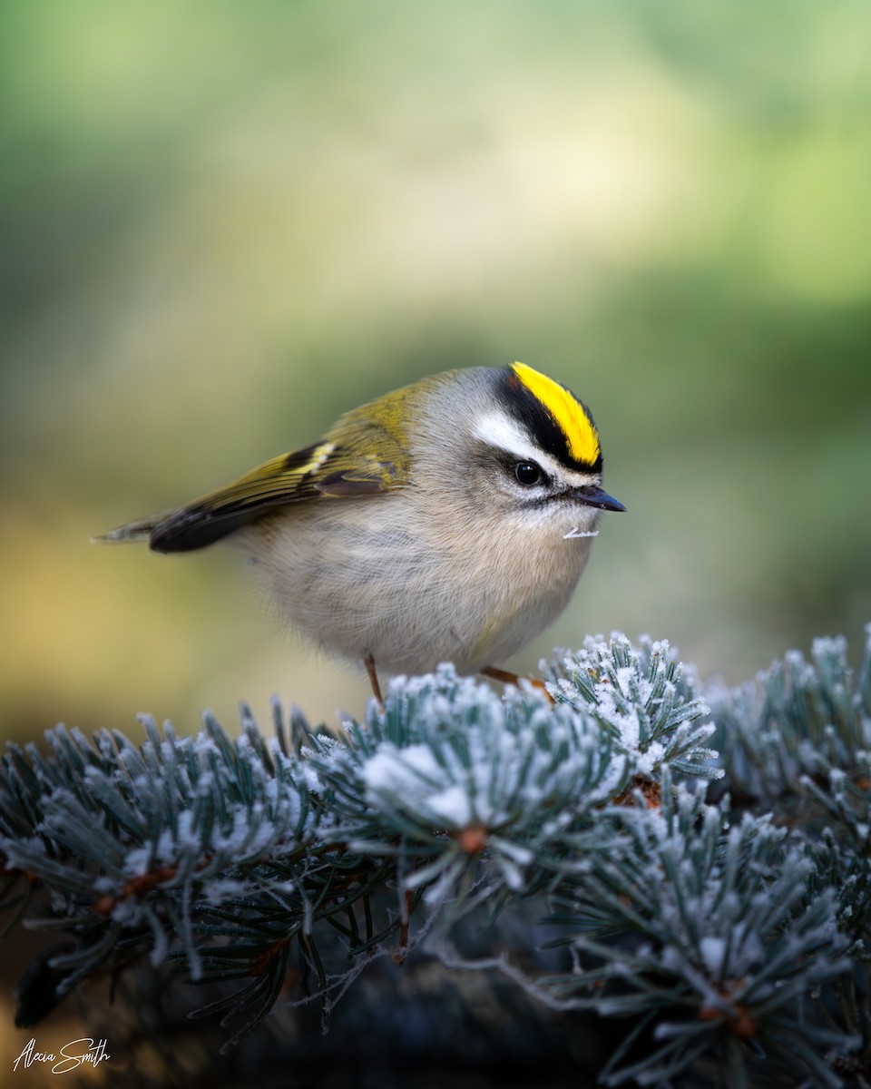 Golden-crowned Kinglet - ML646519491
