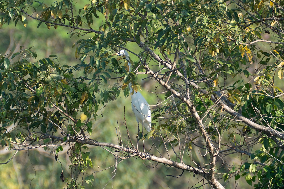 Great Egret - ML646519492