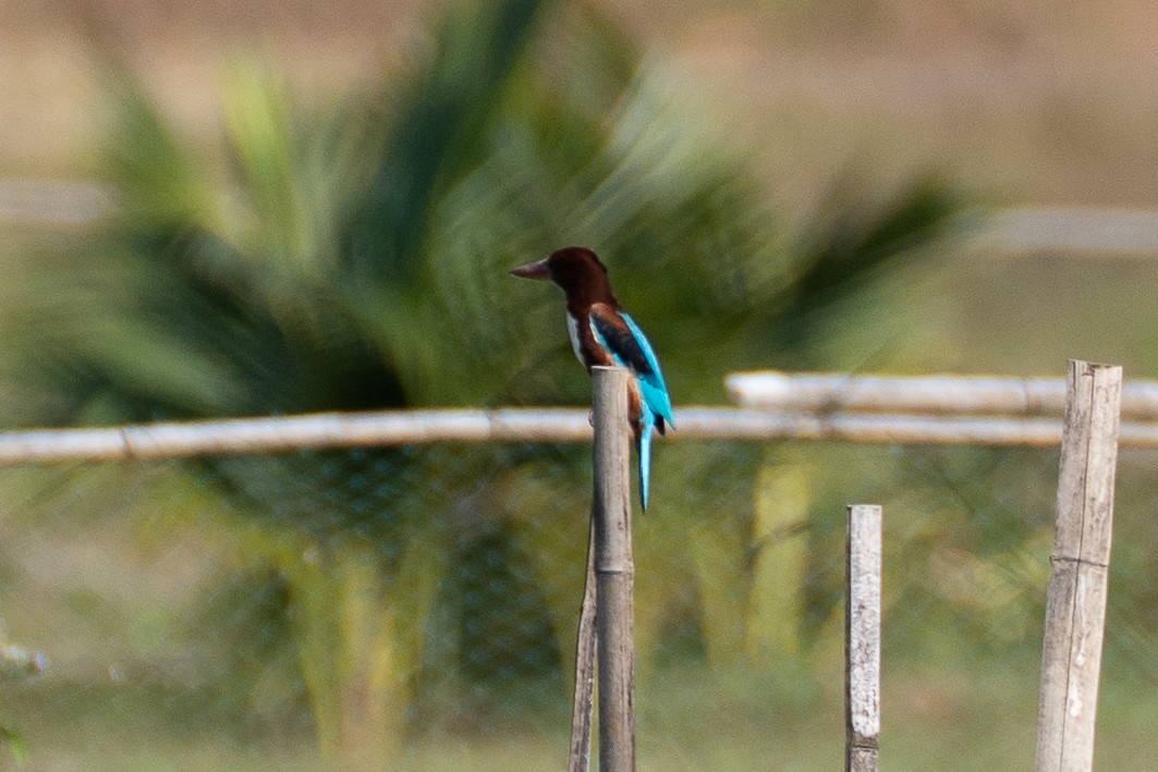 White-throated Kingfisher - ML646519497