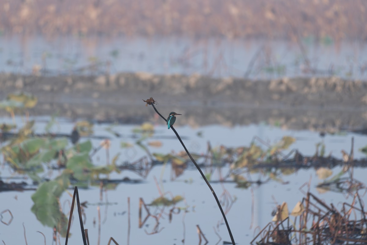 カワセミ - ML646519498