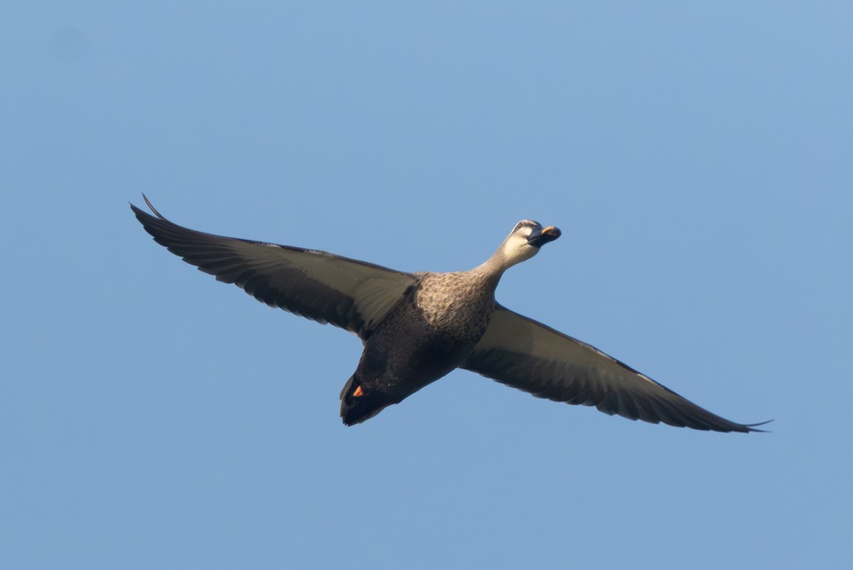 カルガモ - ML646519499