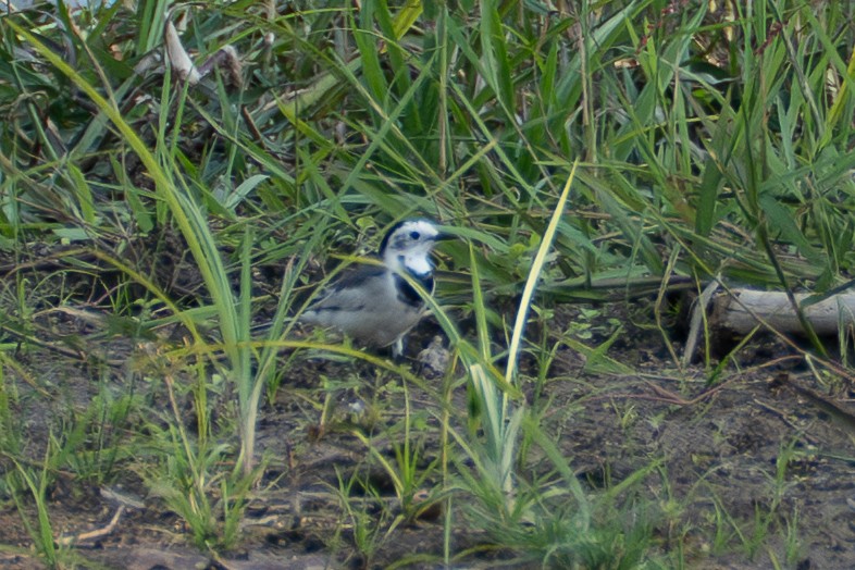 White Wagtail - ML646519500