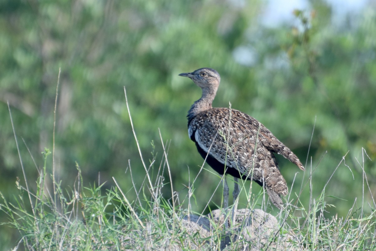 rødtopptrappe - ML646519501