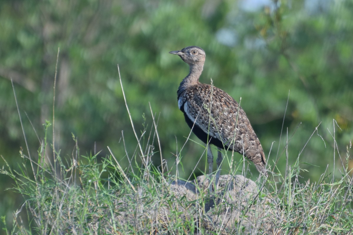 rødtopptrappe - ML646519502