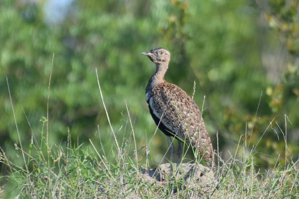 rødtopptrappe - ML646519503