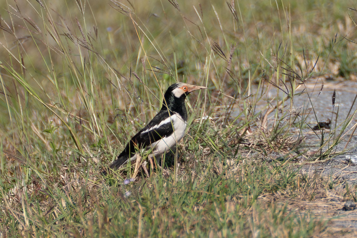 Siamese Pied Starling - ML646519504