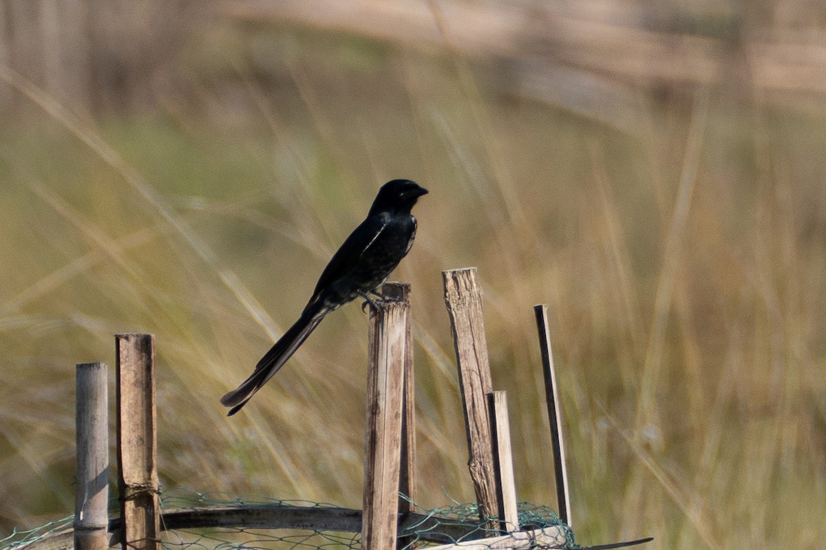 Black Drongo - ML646519506