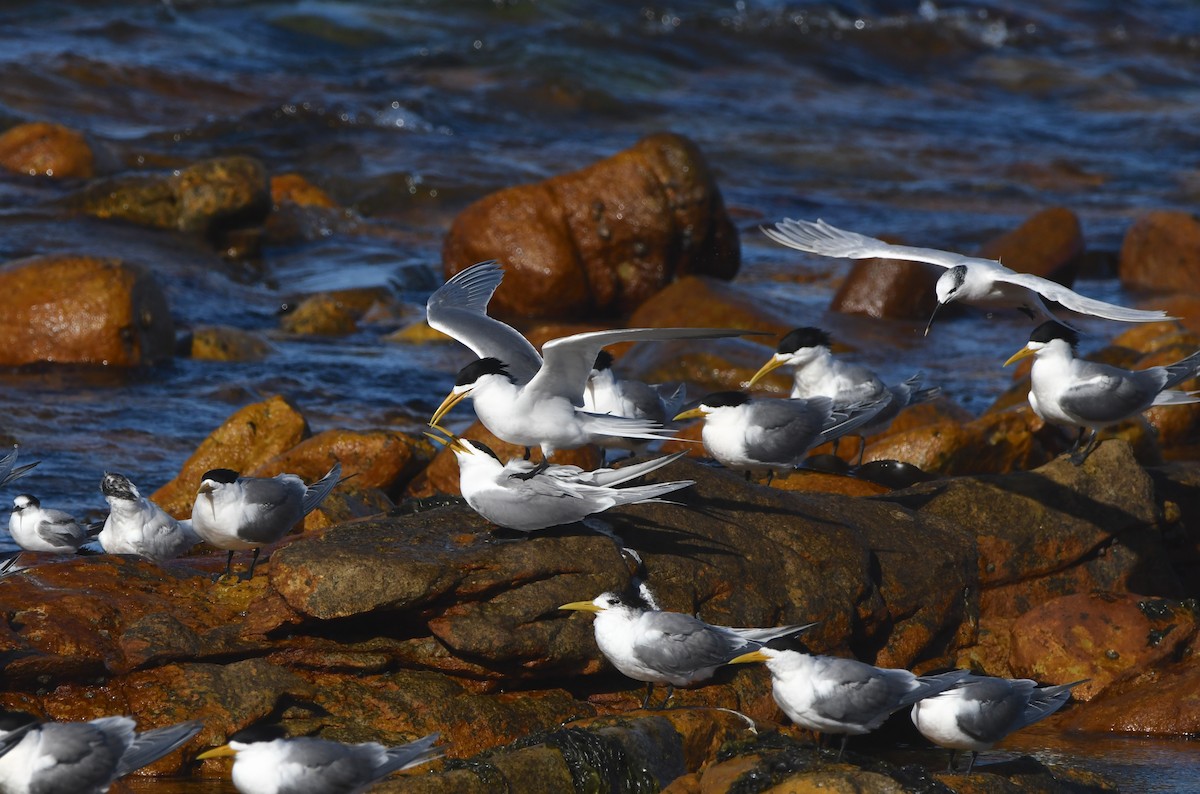 Крячок жовтодзьобий - ML646519507