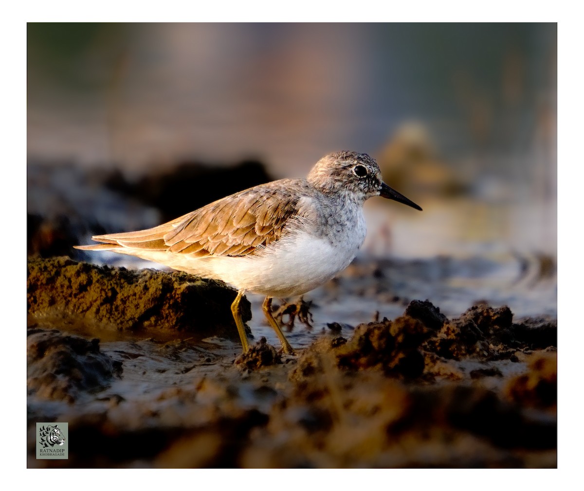 Correlimos Menudo - ML646519508