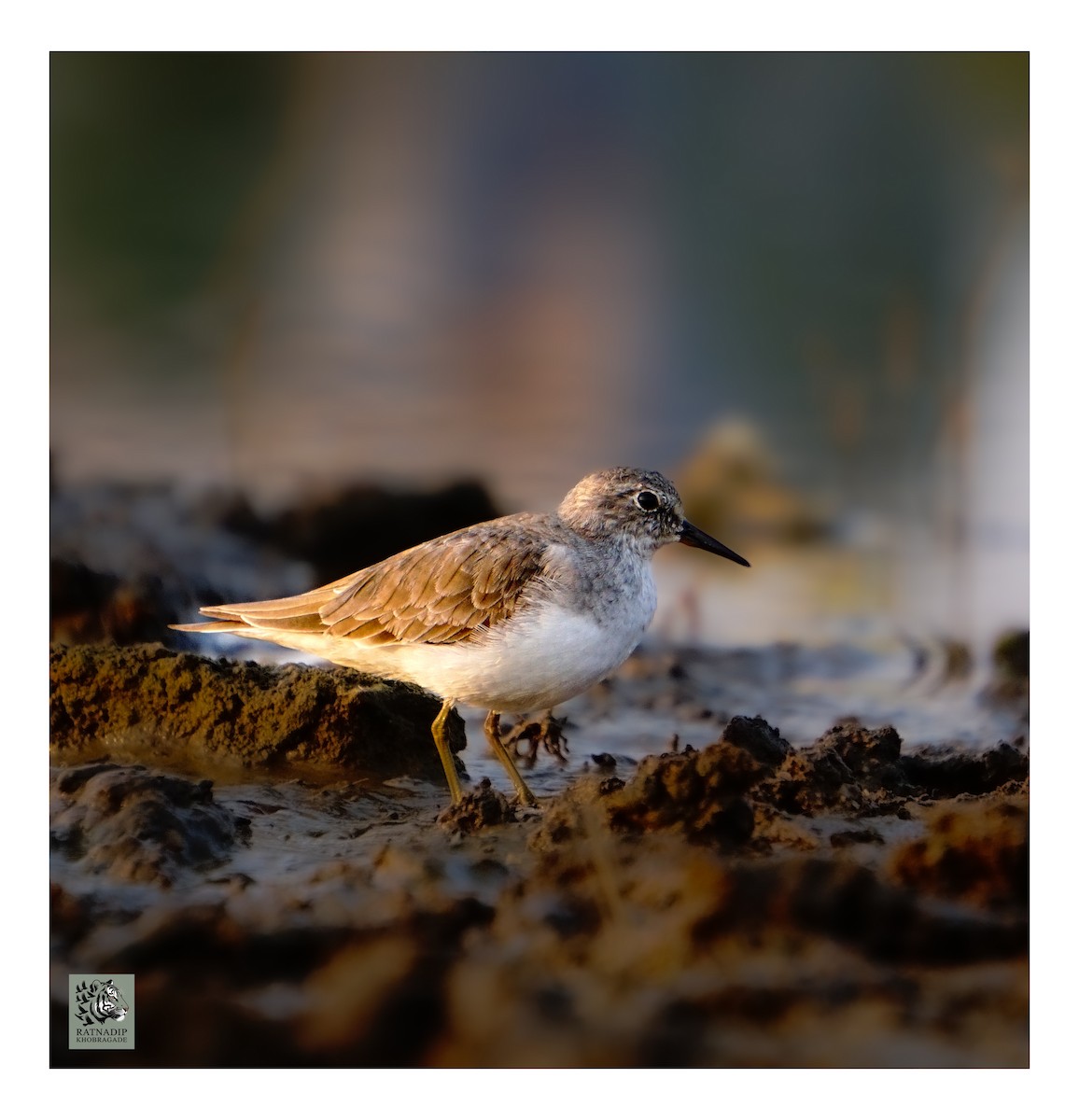 Correlimos Menudo - ML646519509