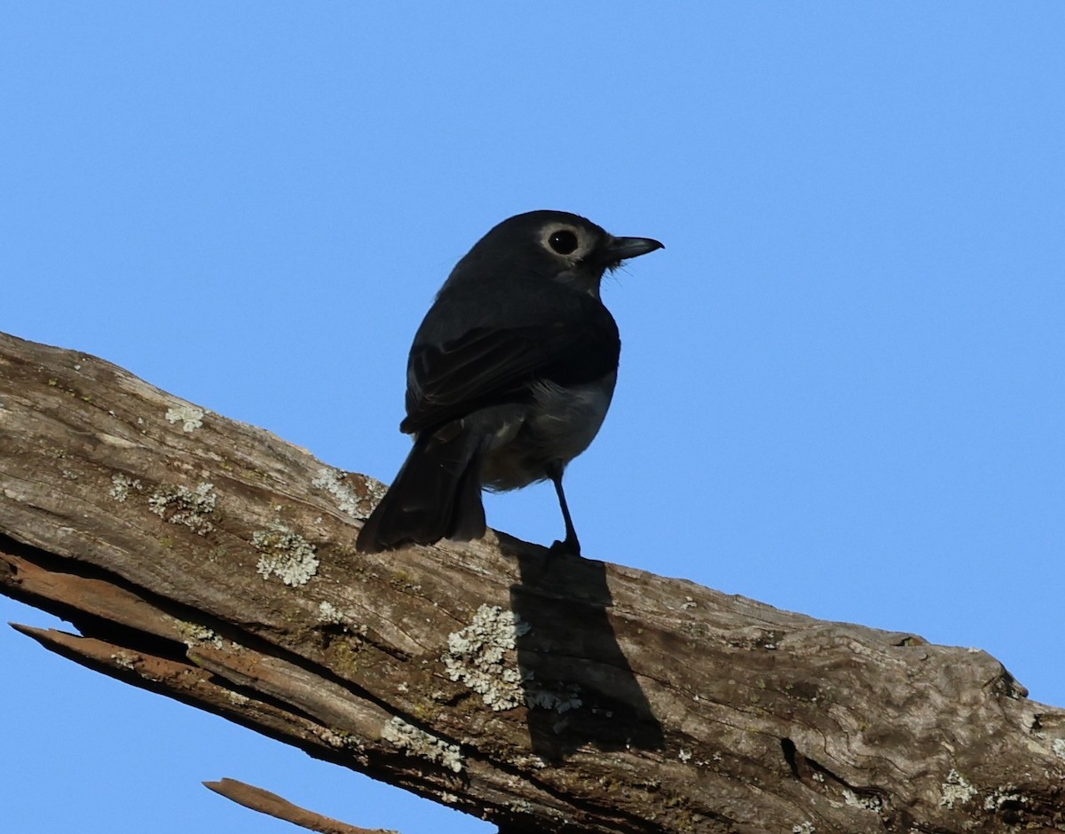 White-eyed Slaty-Flycatcher - ML646519510