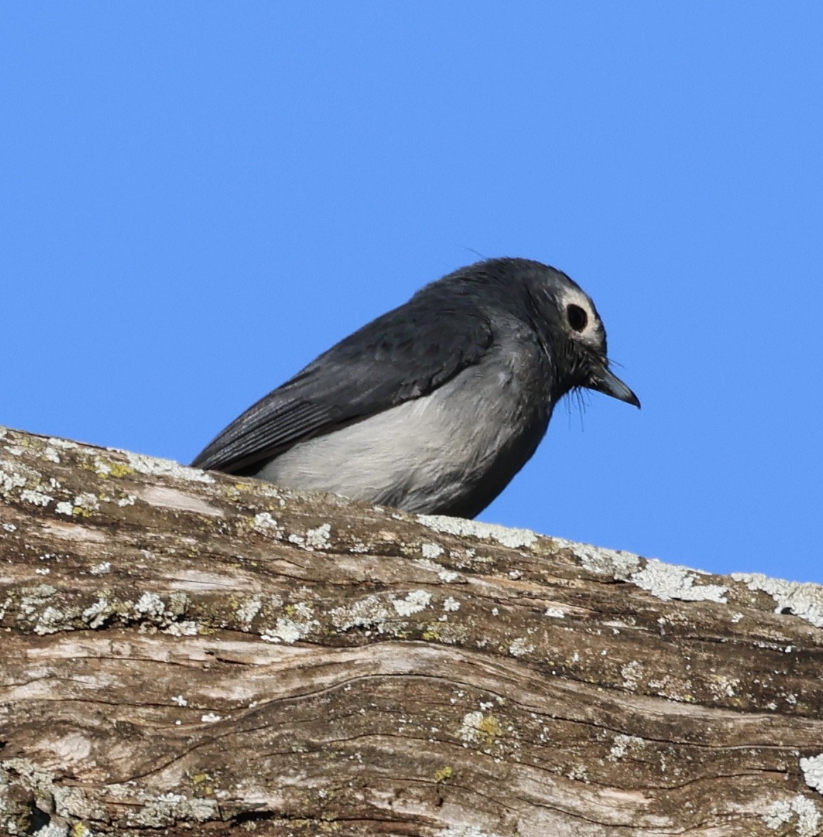 White-eyed Slaty-Flycatcher - ML646519511