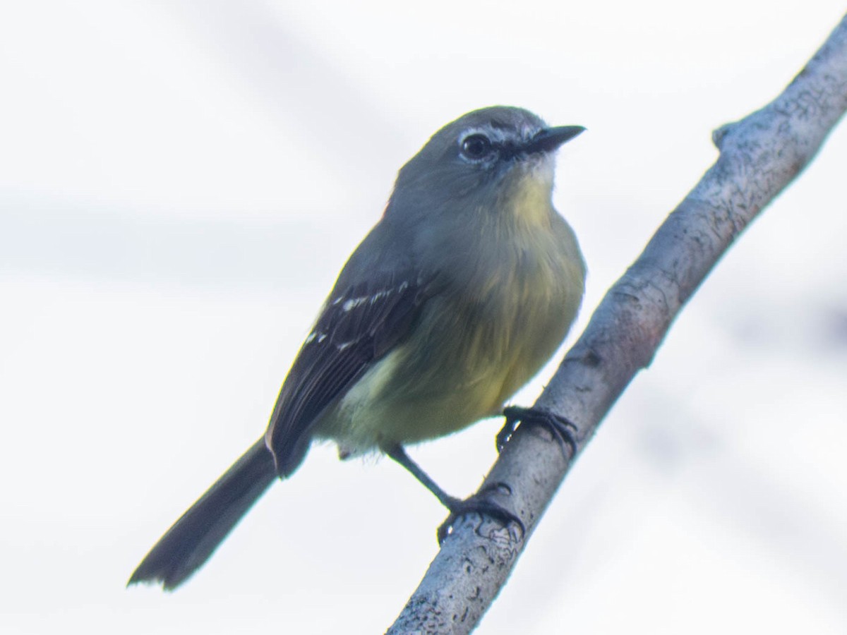 Tyranneau givré - ML646519519