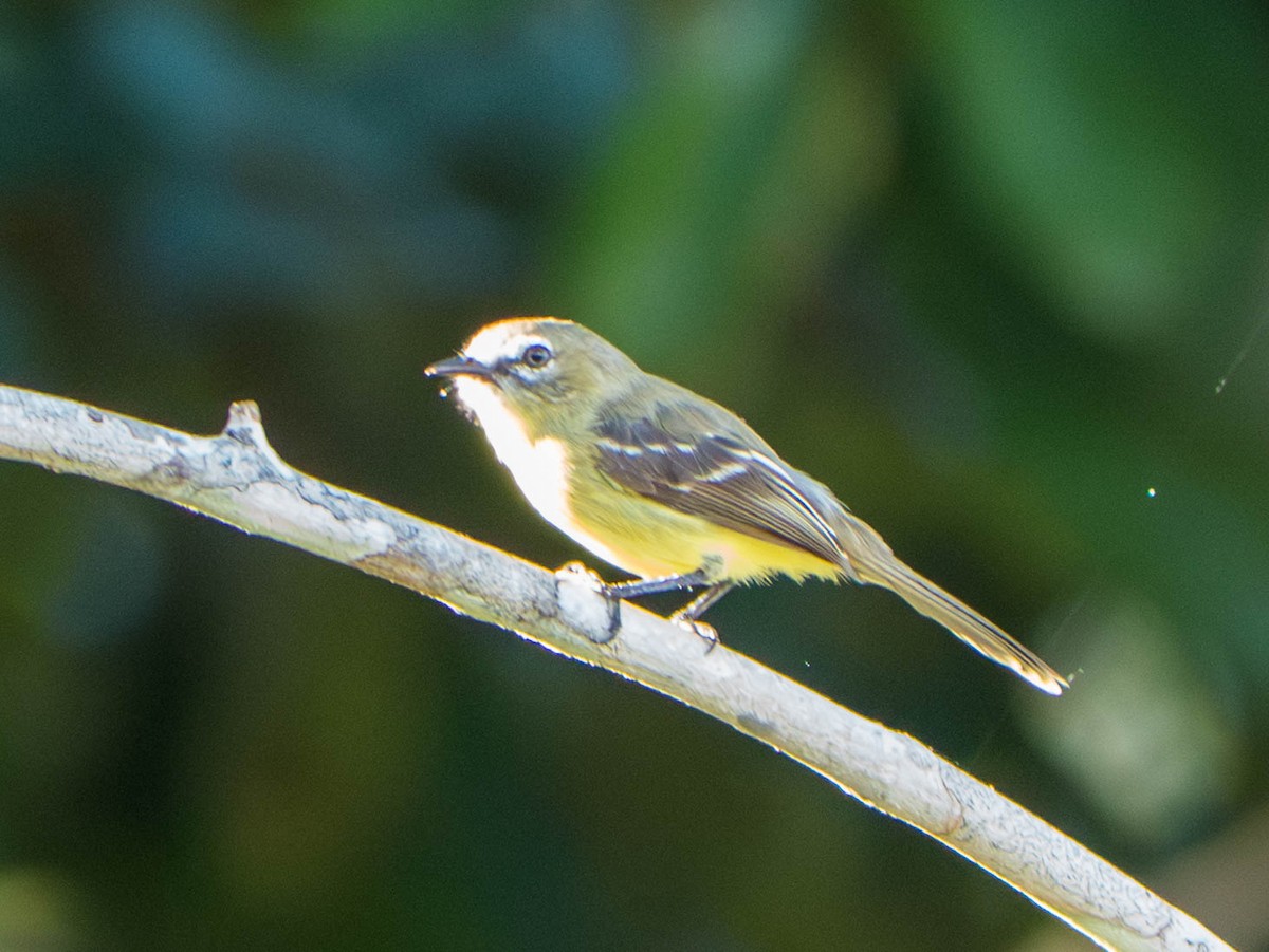 Tyranneau givré - ML646519520