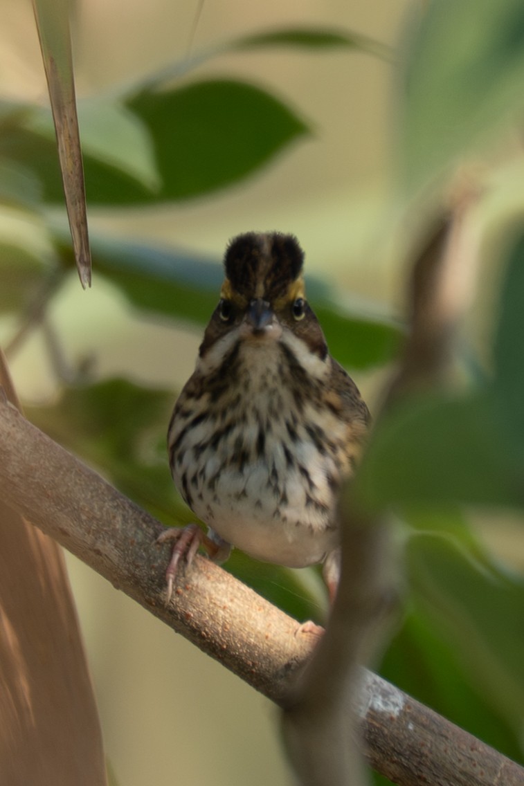 キマユホオジロ - ML646519521